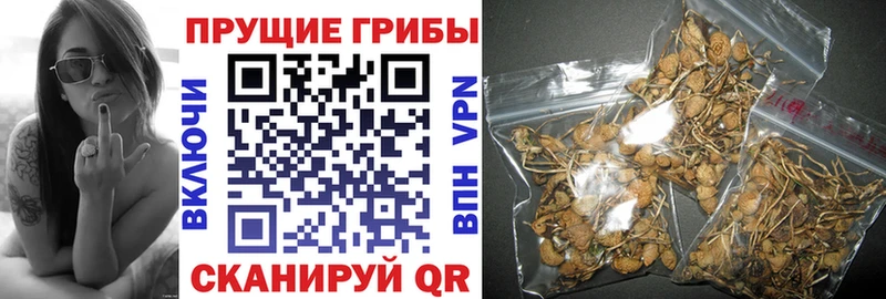 Купить  Карпинск  Галлюциногенные грибы прущие грибы 